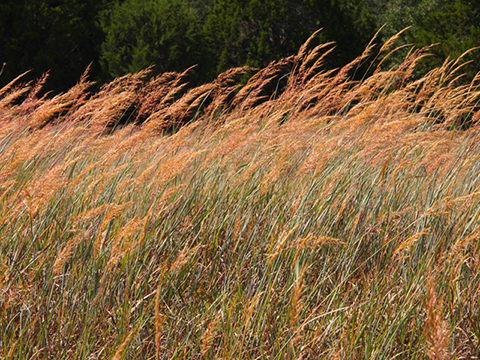 Indian grass